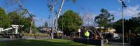Chippers Tree Service image 15